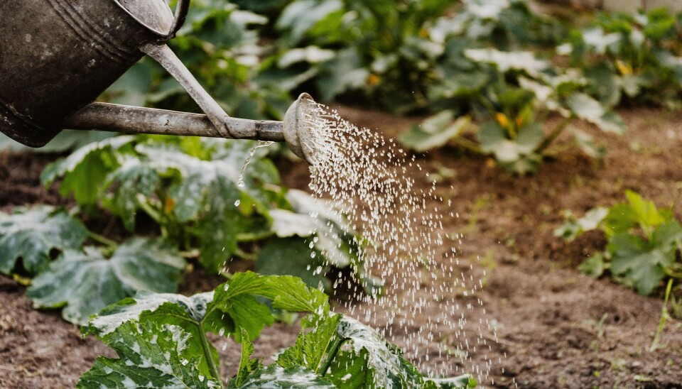 Bildet er av en gammel vannkanne av metall. Det helles vann ut fra kannen over planter som vokser på bakken. Illustrasjonsfoto: Karolina Grabowska / Pexels.com