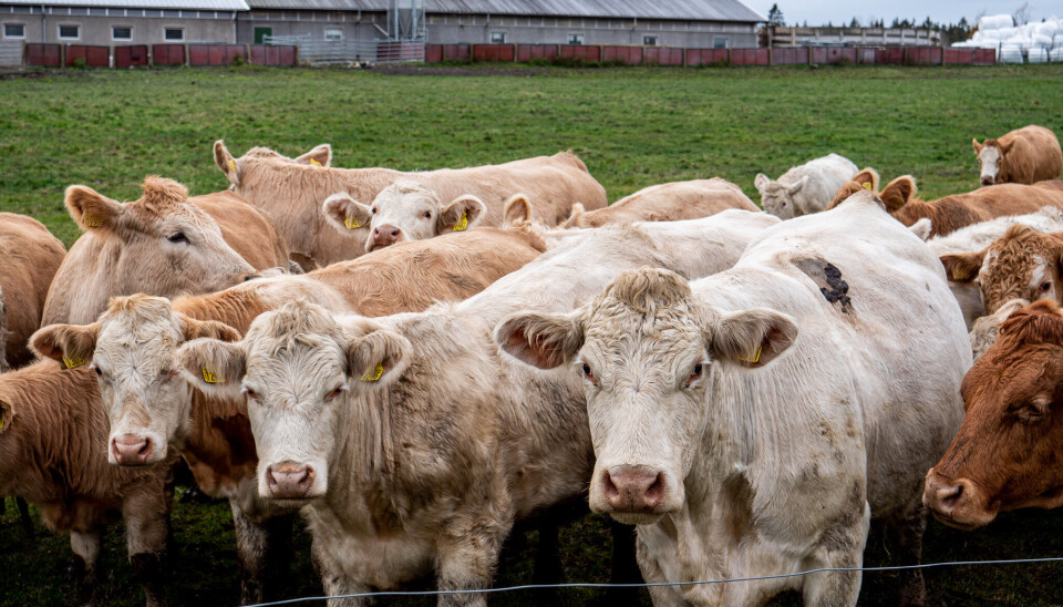 Står sammen i nullvisjon for husdyrbranner i landbruket synstolking av bilde