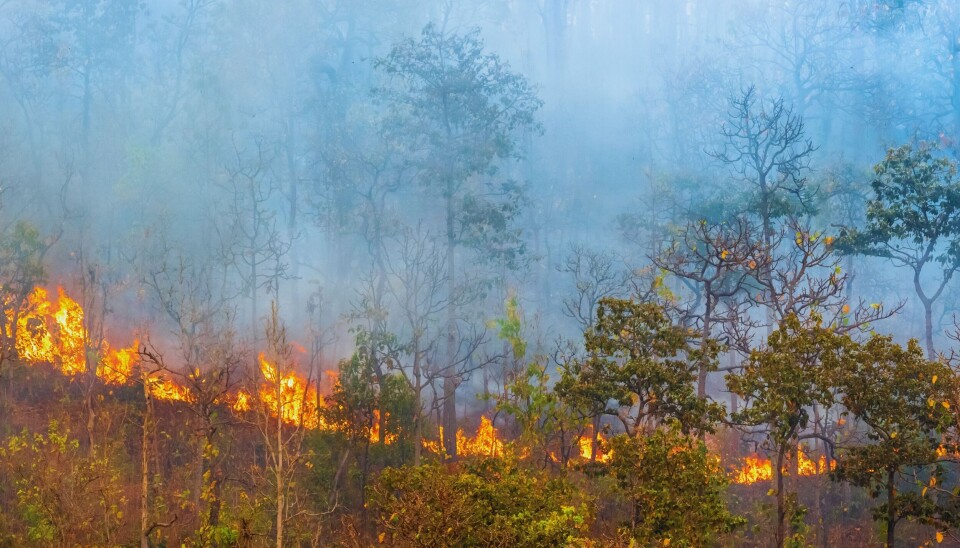 Hva gjøres egentlig som forebyggende skogbranntiltak i dag?